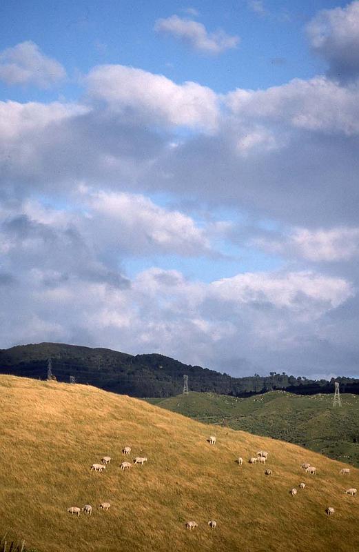 WT 0200 029-14 New Zealand.jpg